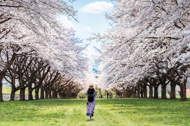 Asian beautiful young woman walking and take photo in green grass garden with sakura and cherry blooming tree landscape backgroundConcept of travel in spring season of japan