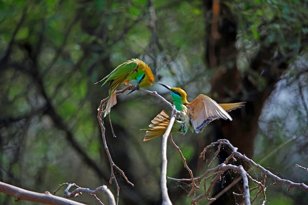 Asian bee eaters hunting for insects