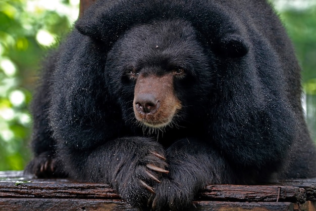 아시아 흑곰 Ursus thibetanus 클로즈업 헤드