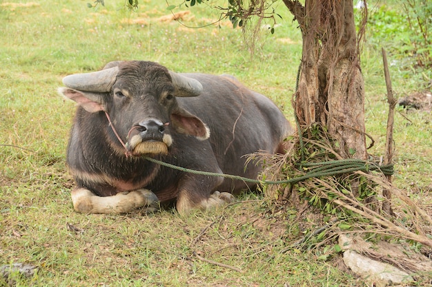 Asian Black Water Buffalo at the grass field