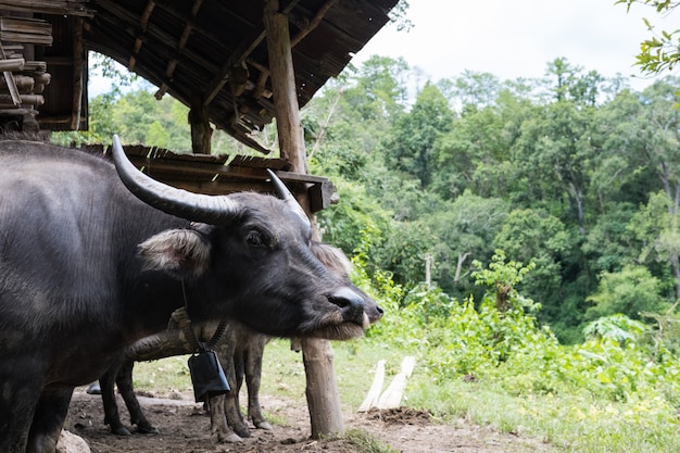 Asian black water buffalo stand in stall