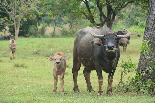 Asian Black Water Buffalo with son