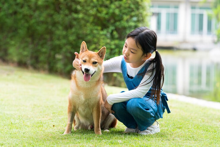 Photo アジアの少年が庭でシバ・イヌ犬のトレーニングをしていますアジアの少年がシバ・アイヌ犬と遊んでいます
