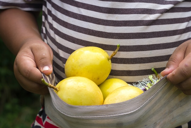 An Asian boy harvest passion fruit on the vine.