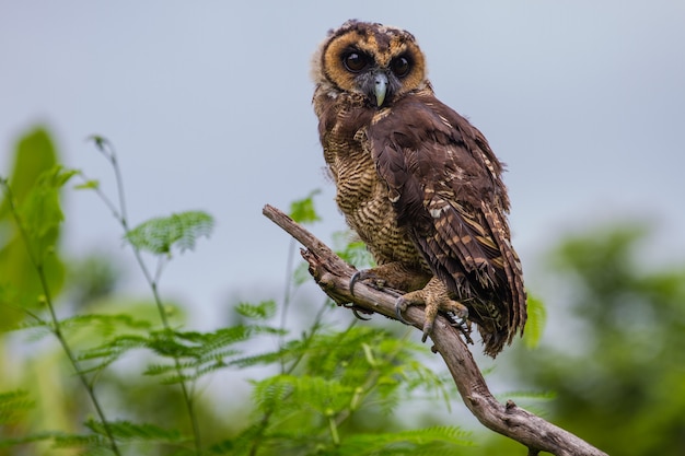 Asian Brown Wood Owl