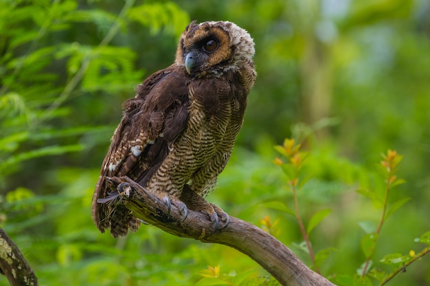 写真 アジアンブラウンウッドフクロウ