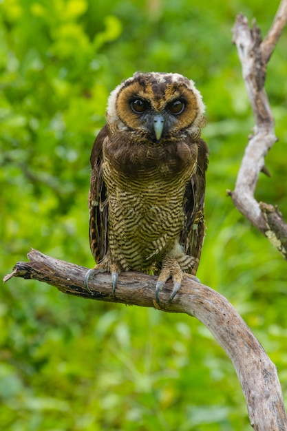 Asian brown wood owl