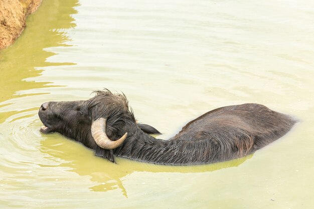 Asian buffalo swimming in a pond