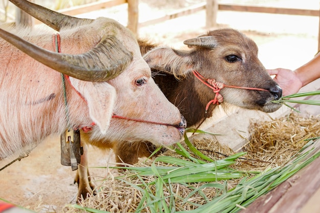 Foto bufalo asiatico in tailandia.