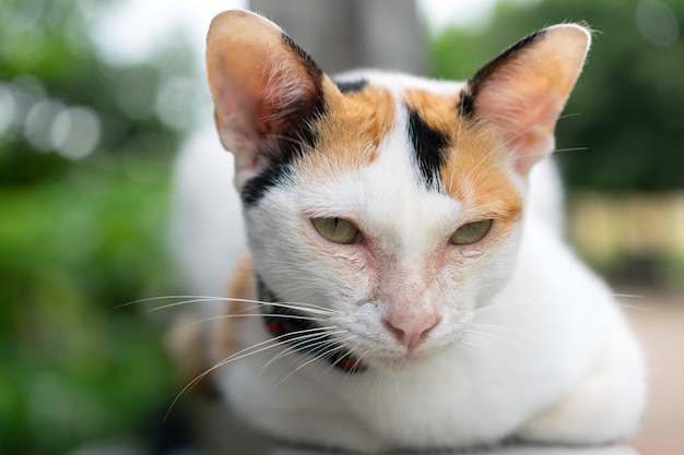 카메라를 보면 아시아 고양이