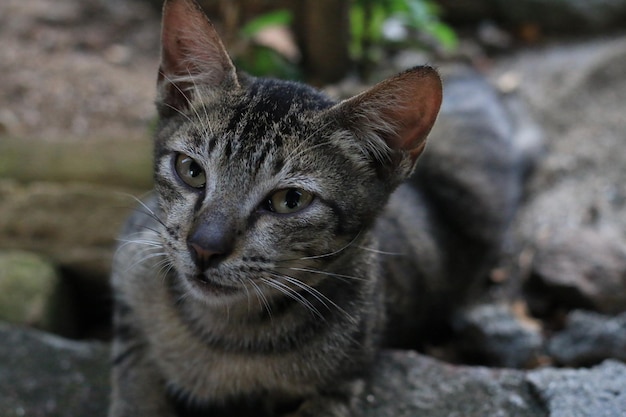 カメラから別の方向を見ているアジアの猫。