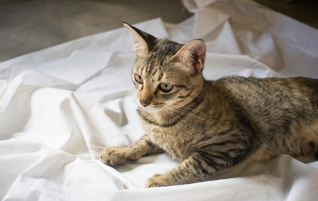 An Asian cat on white cloth looking at something.