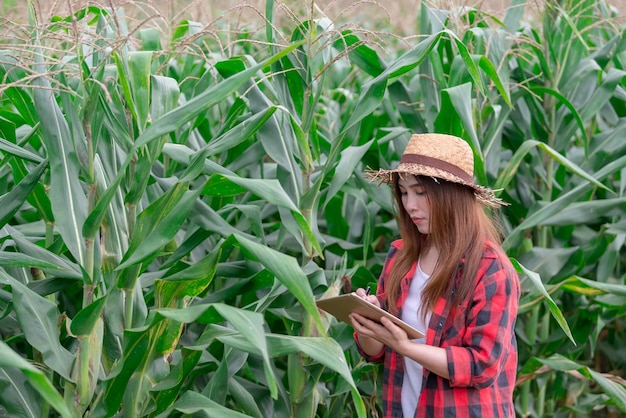 Asian Cheerful female farmer at corn farmCheck of agricultural productThailand peopleNear the harvest season