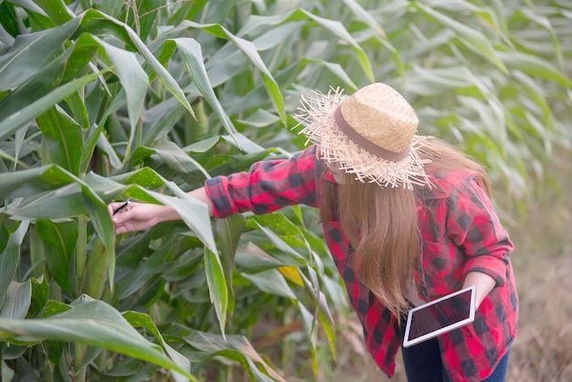 Asian Cheerful female farmer at corn farmCheck of agricultural productThailand peopleNear the harvest season