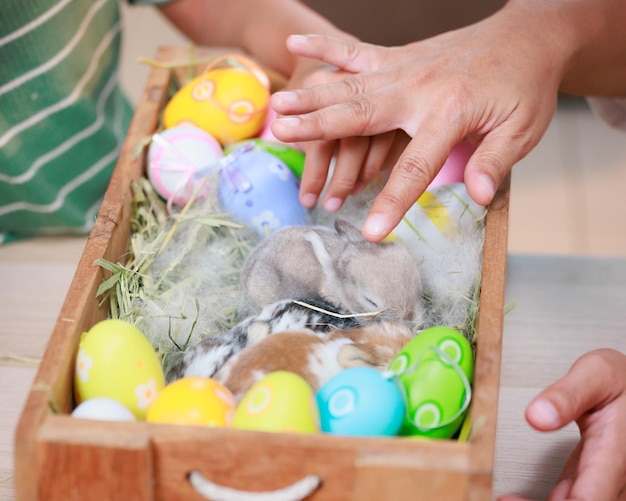 Bambina asiatica che tocca il coniglietto con tenerezza e amore conigli nel nido con la pelliccia della mamma e il fieno le persone si prendono cura di un animale domestico e decorano la casa per pasqua buona pasqua buone vacanze