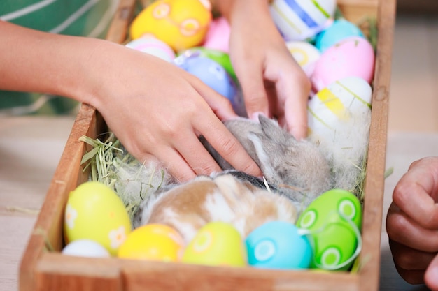 Asian child girl touching tiny bunny with tenderness and love Baby rabbits in the nest with mommy fur and hay People take care a pet and decorate home for Easter Happy Easter Happy holiday