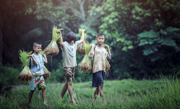 Asian children farmer on rice field.