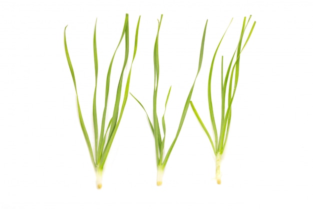 Photo asian chives (leek) isolated on white background