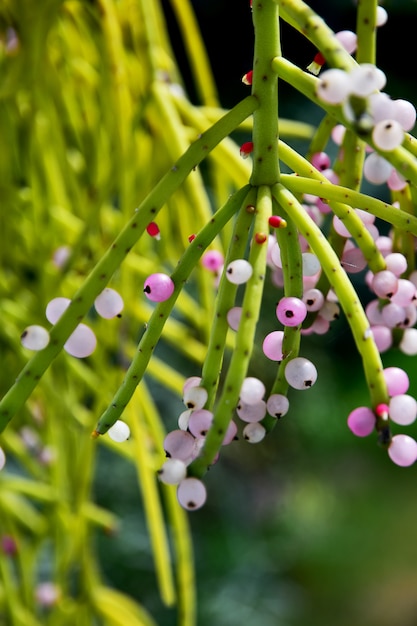 Foto il cactus di vischio di fioritura del primo piano asiatico