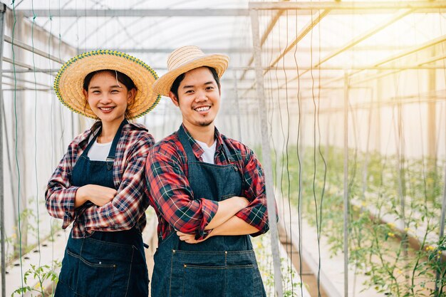 asian couple finds joy in tomato hydroponic farm