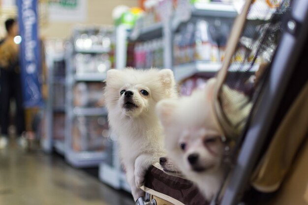 Asian dog owner and the dog in pets expo