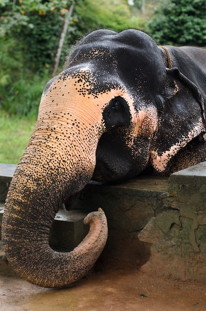 Fine dell'elefante asiatico in su nello sri lanka