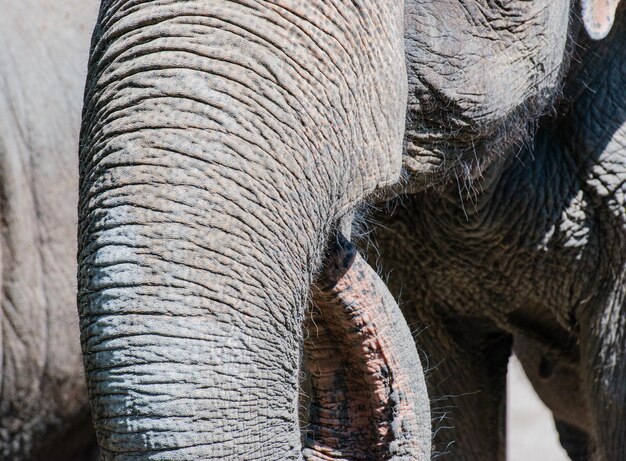 Photo asian elephant in closeup