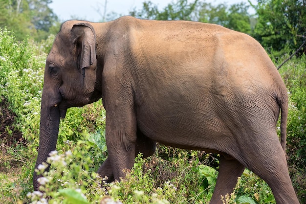 Asian elephant or elephas maximus in wild jungle