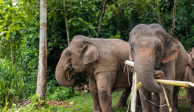 L'elefante asiatico si diverte a mangiare cibo nel parco naturale, thailandia