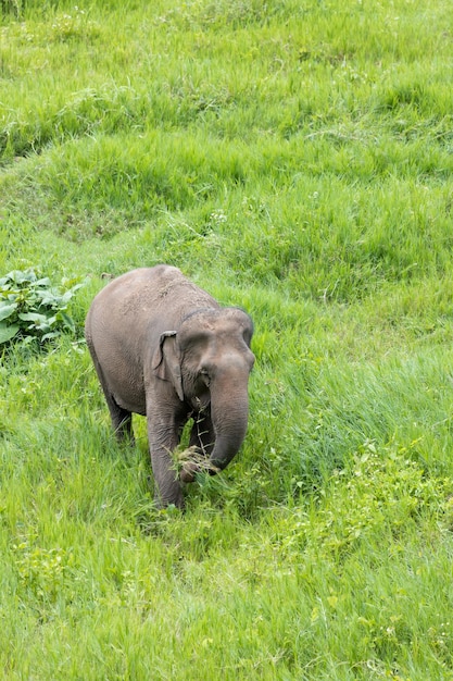 タイの深い森で自然の中でアジア象