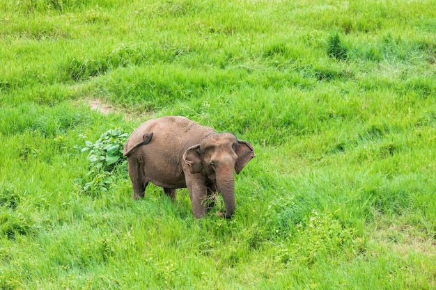 タイの深い森で自然の中でアジア象