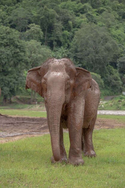 Photo asian elephant in a nature at elephant nature park, chiang mai. thailand.