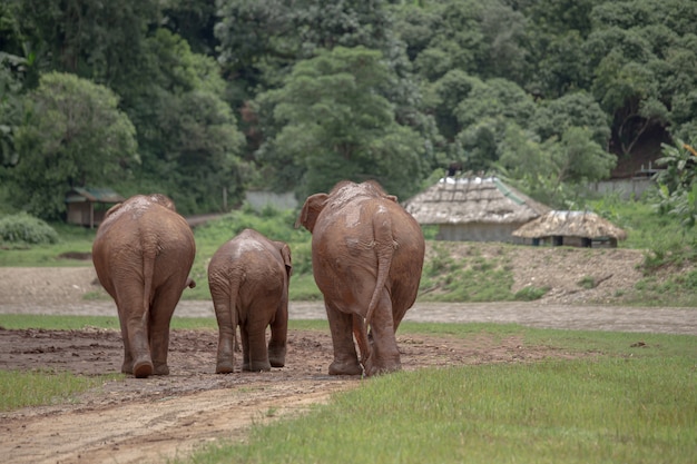 Asian Elephant in a nature at Elephant Nature Park, Chiang Mai. Thailand.