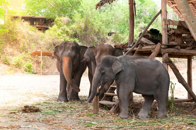 タイ北部、チェンマイ近くの保護された自然公園にいるアジアゾウ