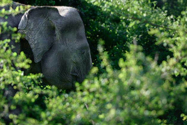 Asian elephant's head peeks through the green foliage of trees old giant mammal spotted in udawalawa forest foraging in the evening