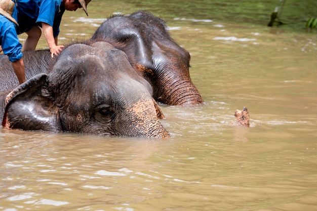 写真 タイの保護センターにいるアジアゾウ