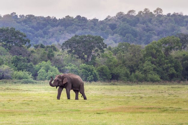 Elefante asiatico nello sri lanka, parco nazionale di kaudulla