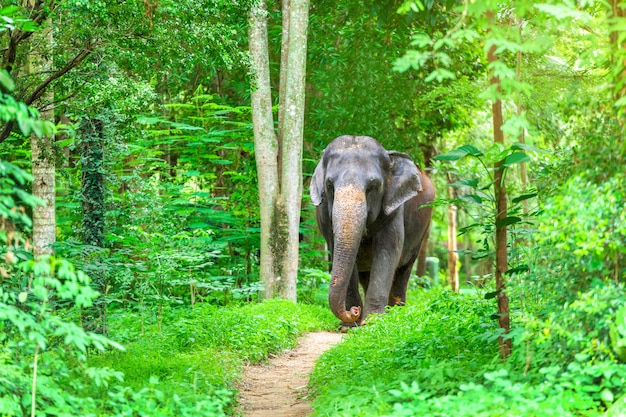 Asian Elephant In the wild