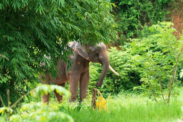 自然界のアジアゾウの野生生物