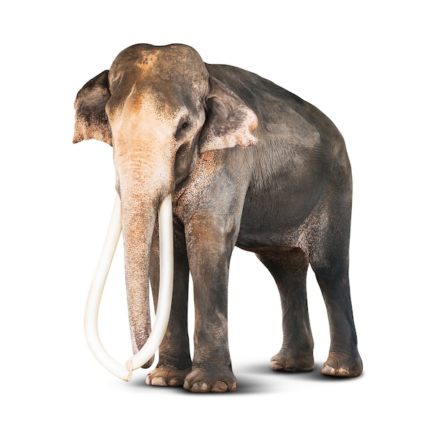 Asian elephant with long ivory isolated on white background