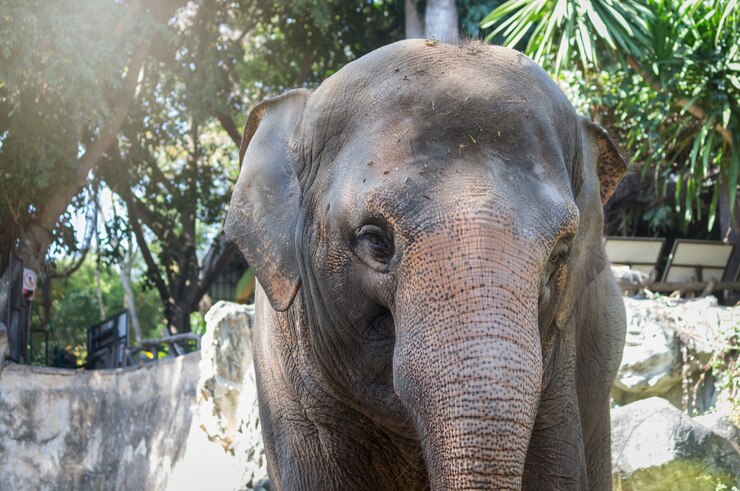 動物園のアジアゾウ