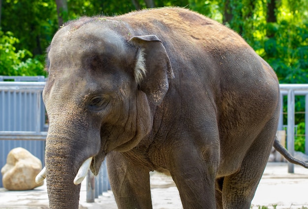 Asian elephant.