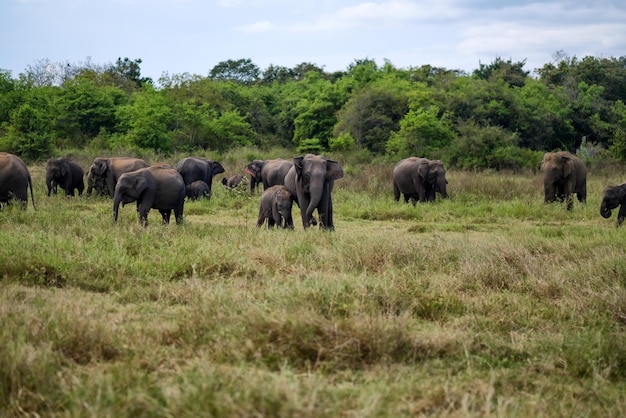Asian elephants in the green field in Sri Lanka