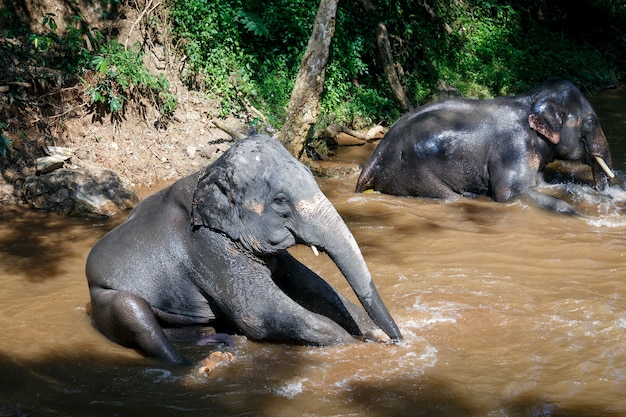 asian elephants taking a bath in river at elephant camp