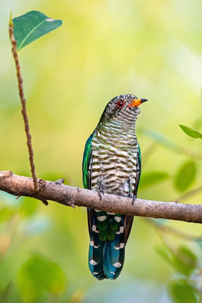 自然の中でアジアのエメラルドカッコウ鳥