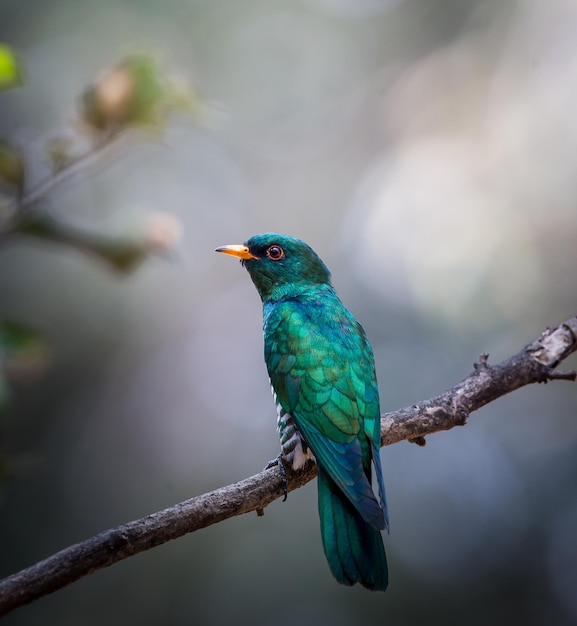 Asian Emerald Cuckoo on the branch tree.