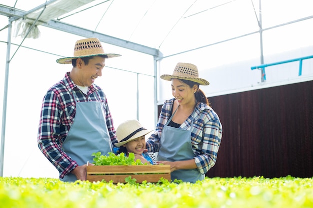 アジアの農家の家族は水耕野菜を木製のバスケットに入れています。有機農場で活動している幸せなタイの人々。Asaingardenner農業。