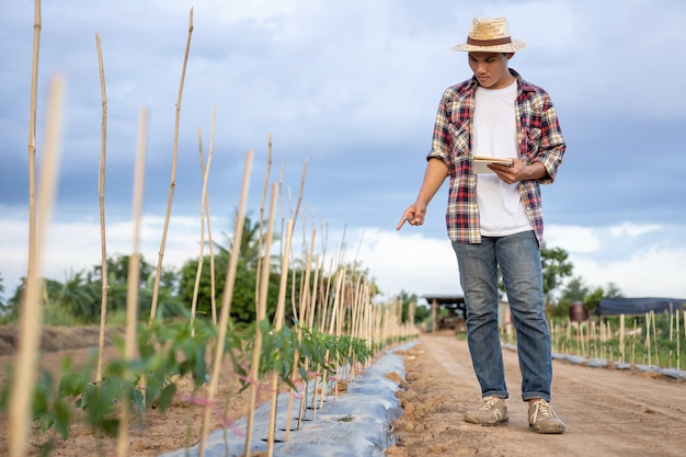 Asian farmer holding notebook and checking his plant or vegetable (chilli tree)