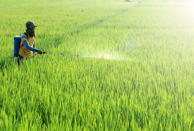 an asian farmer is spraying liquid pesticide to protect against pests