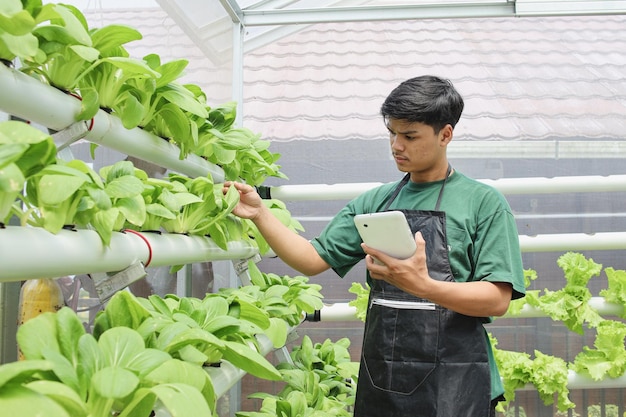 水耕農場で水耕野菜をチェックするアジアの農家の男性